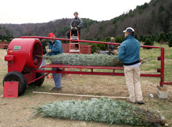 Baling a Christmas tree